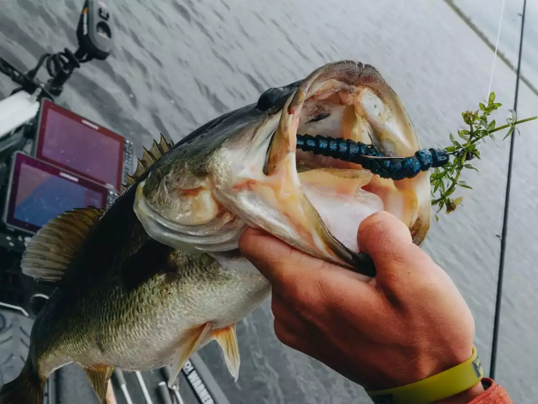 BioSpawn ExoRibbon 8 BioSpawn ExoRibbon - Image 6