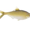 13 Fishing - Coalition Bait Co B.A.M.F. Shad Swimbait -Baits Sales 13fishingbamfshad 3 2