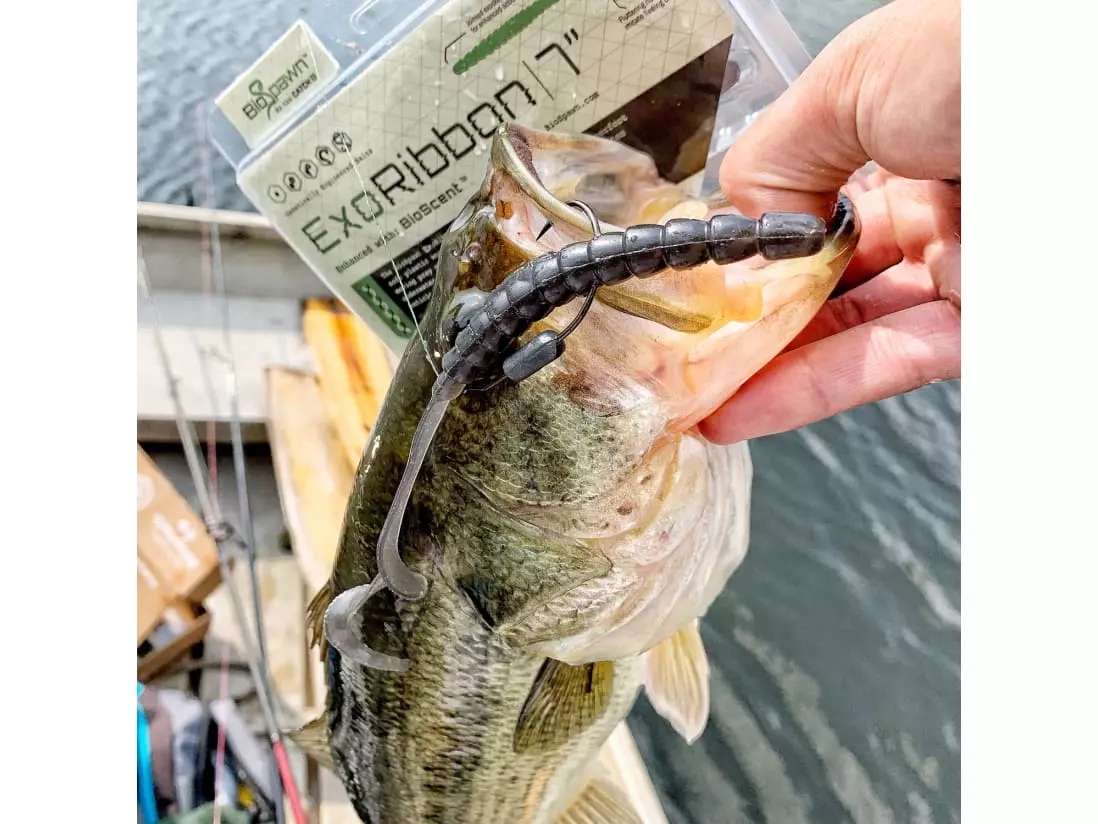 BioSpawn ExoRibbon 5 BioSpawn ExoRibbon - Image 3