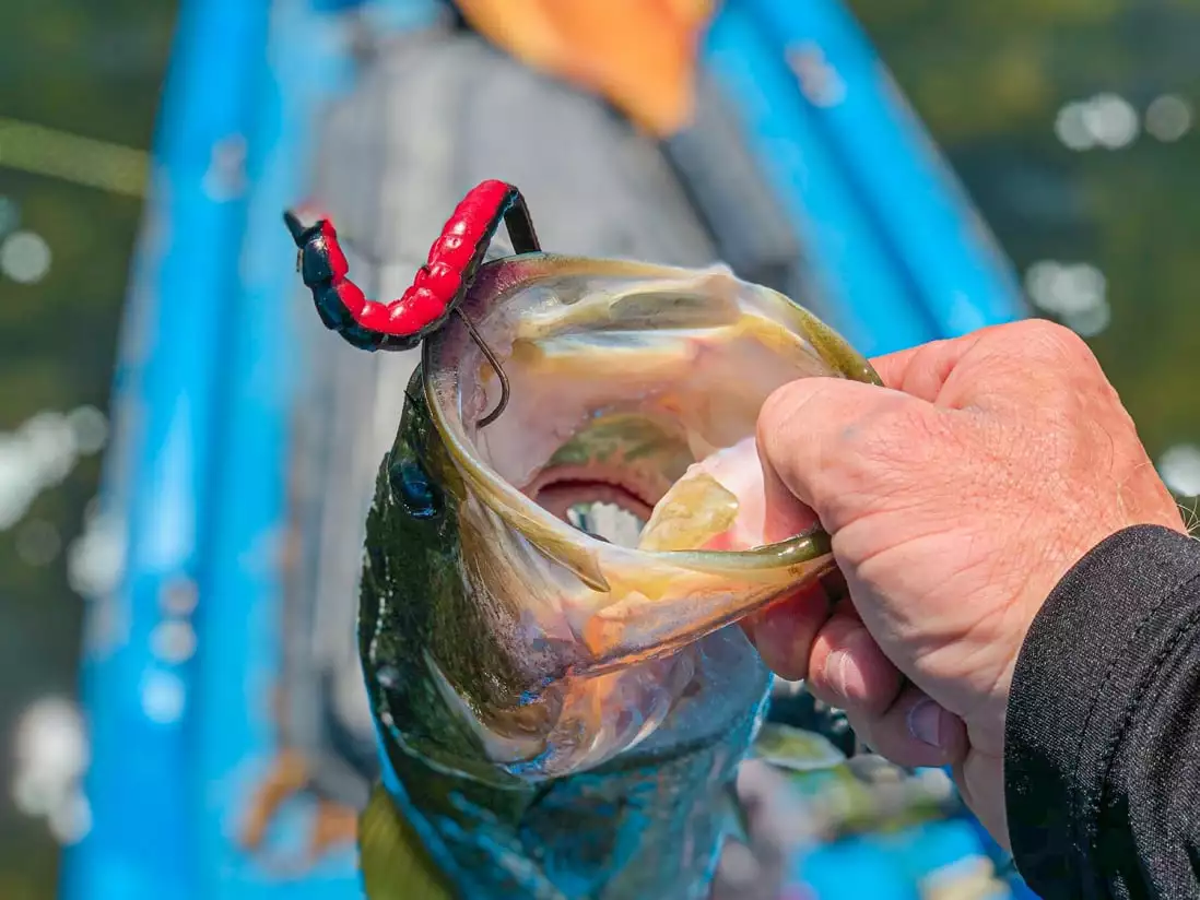 BioSpawn ExoRibbon 6 BioSpawn ExoRibbon - Image 4