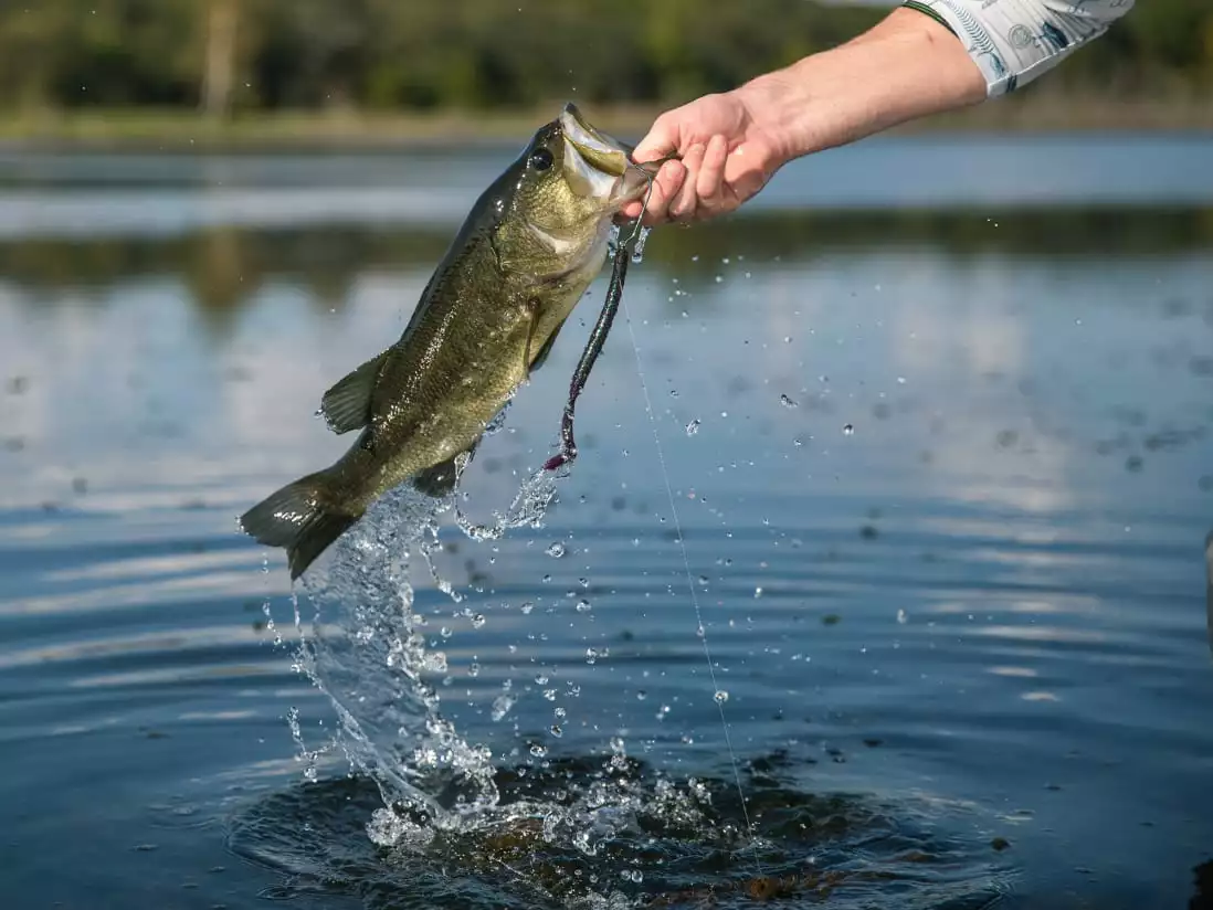 Googan Baits Blazin' Worm 5 Googan Baits Blazin' Worm - Image 3