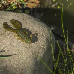 Karl's Amazing Baits Kicker Craw 6 Karl's Amazing Baits Kicker Craw -Baits Sales lifestyle kickercraws kab pond 8