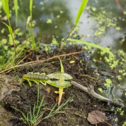 Karl's Amazing Baits Kicker Craw 7 Karl's Amazing Baits Kicker Craw -Baits Sales lifestyle kickercraws kab pond 9